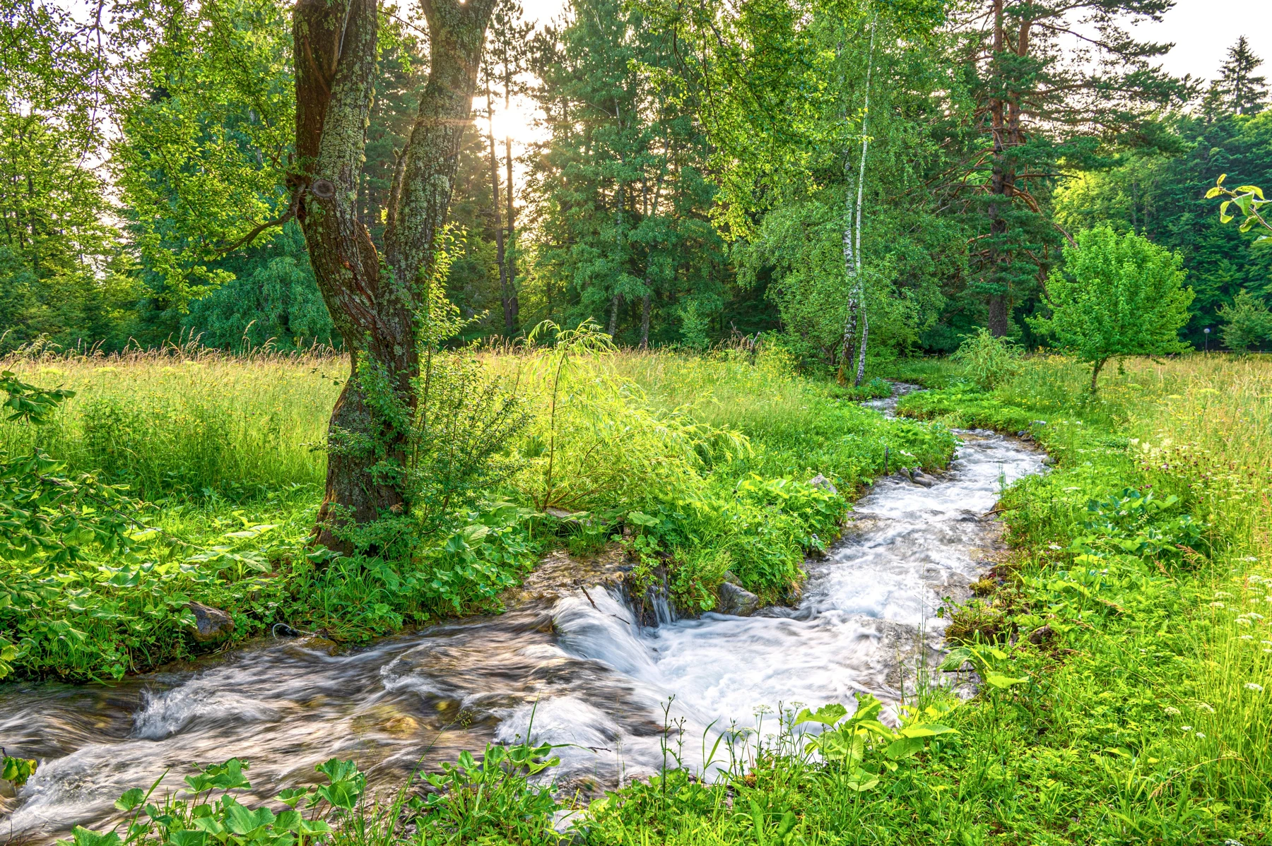 Sonnenlicht und ein klarer Bach im Grünen